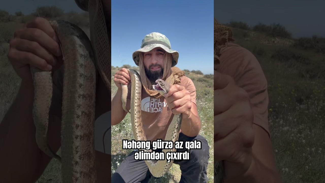 Gürzə və ya Livan gürzəsi (lat. Macrovipera lebetina) — Nəhəng gürzə cinsinə aid ilan növü.