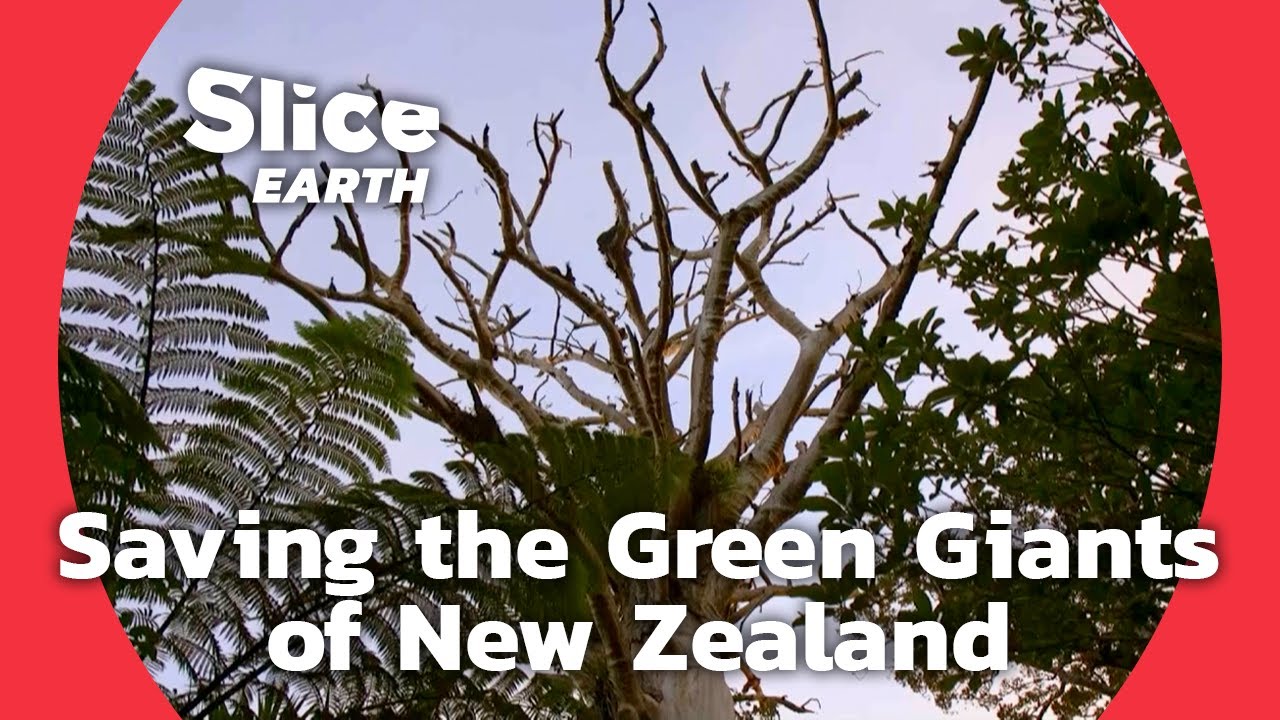 Guardians of the Forests: Rescuing New Zealand's Sacred Kauri Trees | SLICE EARTH