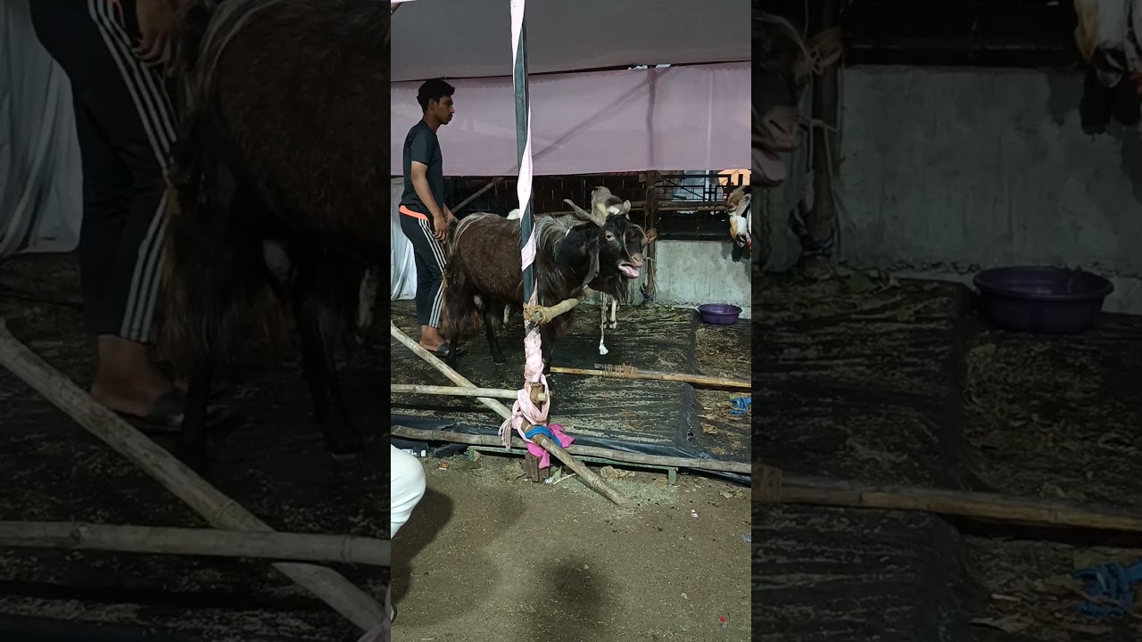 GUESS BREED IN DEONAR BAKRA MANDI #hijab #live #deonarbakramandiupdate #beautifullgoats