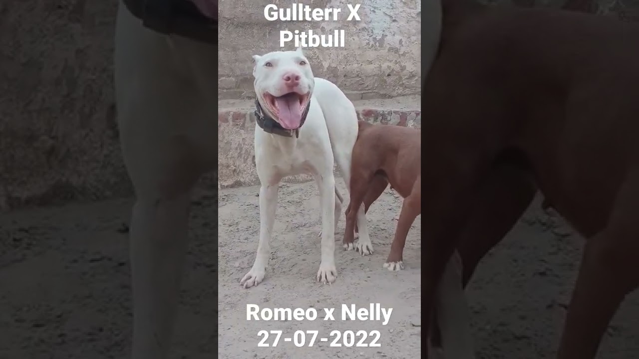 Gullterr Vs APBT 🇵🇰❤️✌️