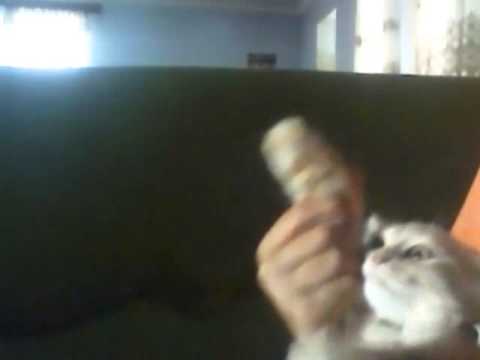 GULMELI VIDEO QAR DENECIYI 2