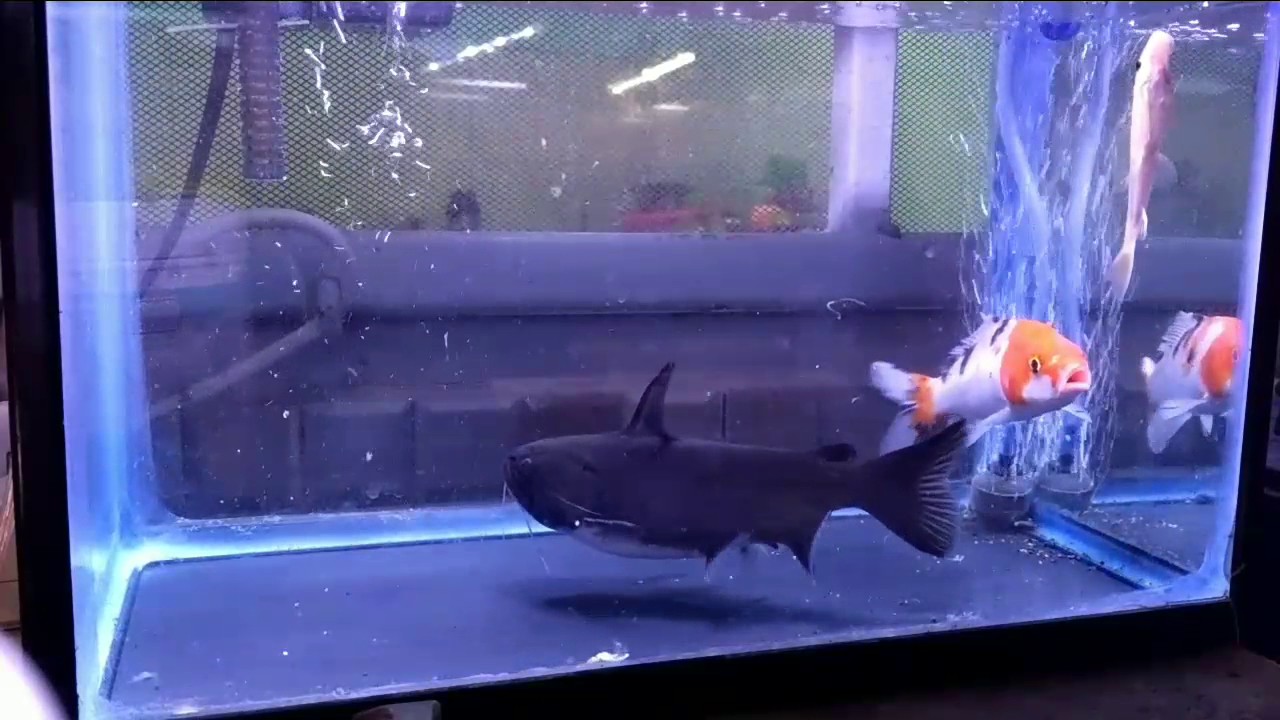 Gulper catfish 
