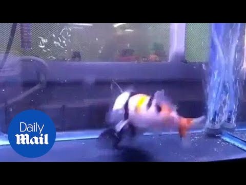 Gulper catfish swallows another fish the size of its body