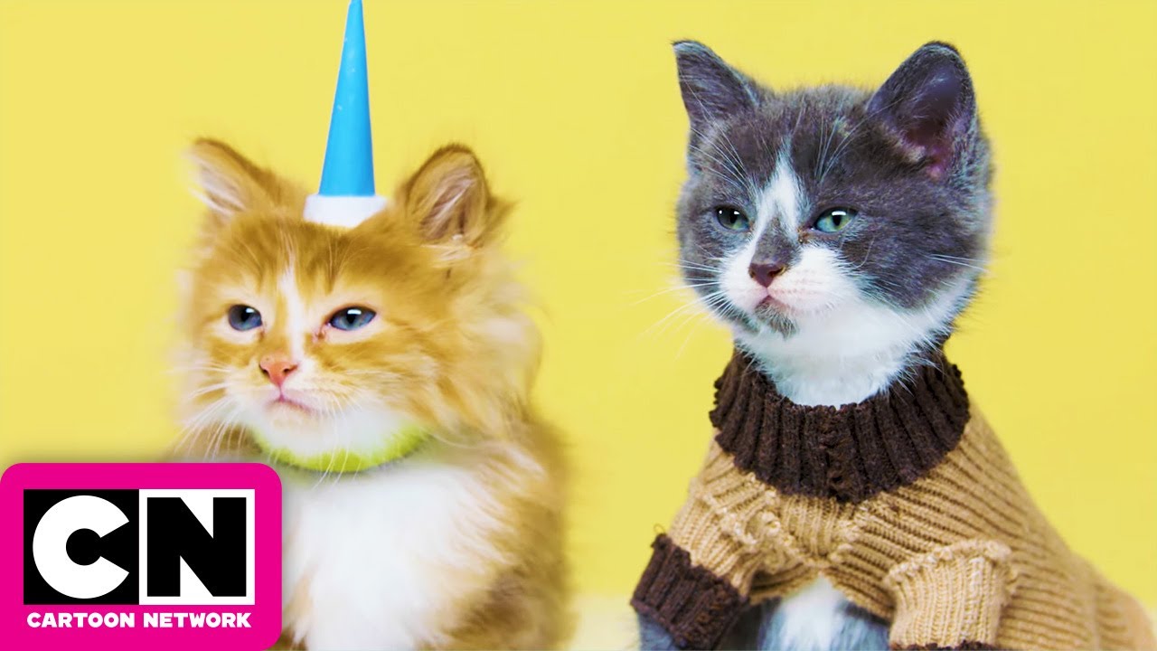 Gumball and Unikitty as Real Life Kitties | Cartoon Network
