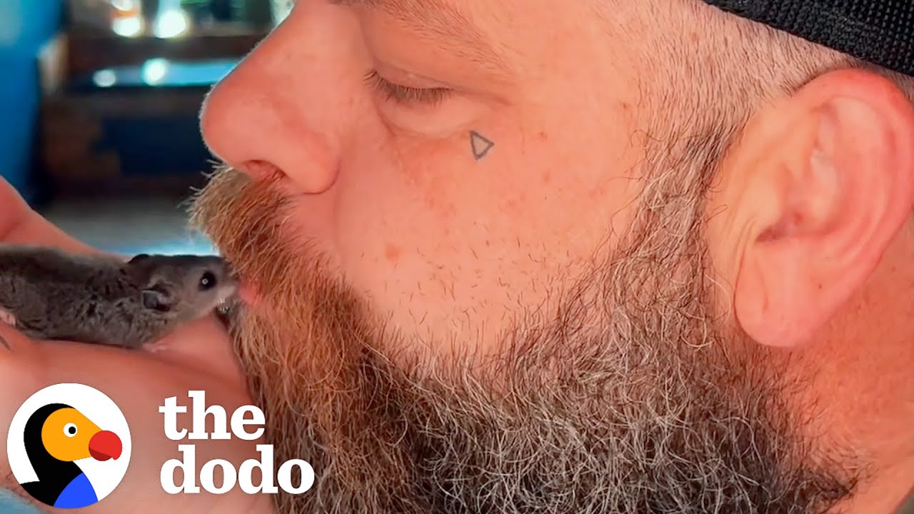 Guy Rescues Tiny Mouse Who Now Lives In His Shirt | The Dodo