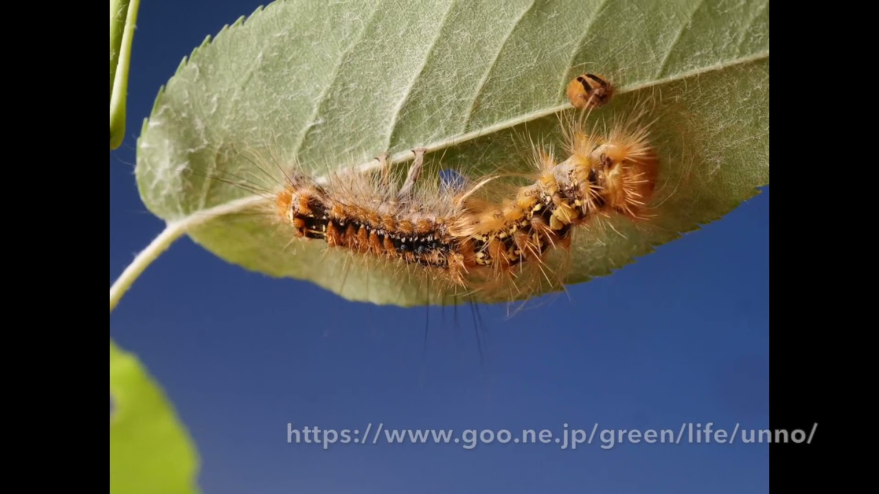 マイマイガの幼虫の脱皮　Gypsy Moth　Larval molting
