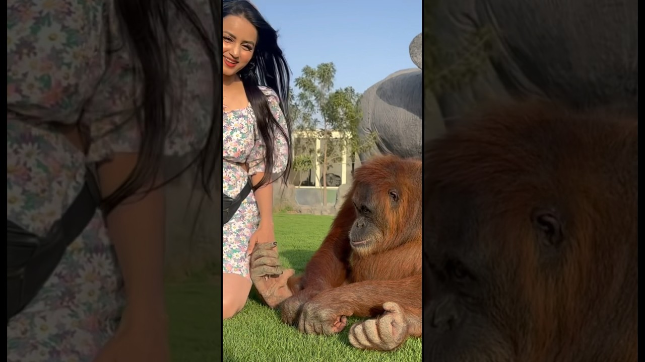 Habuba loves to play🦧#dubailove #dubaizoo #challenge #trending #espresso #shorts
