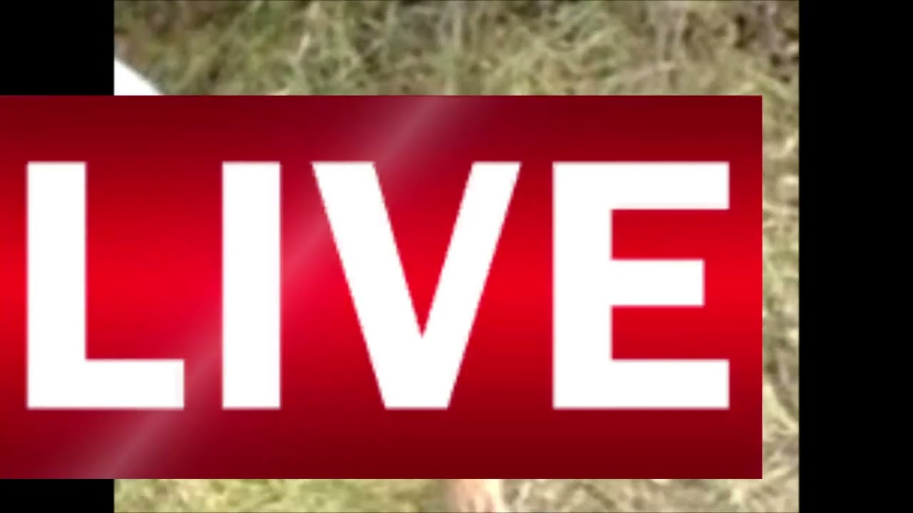 Haci Daldan Veren