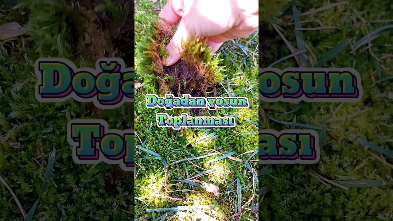 Hadi yosun toplayalım 😍 #yosun #moss #doğa #bitki