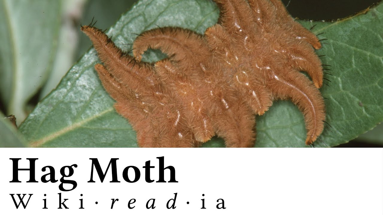 Hag Moth - Wikireadia