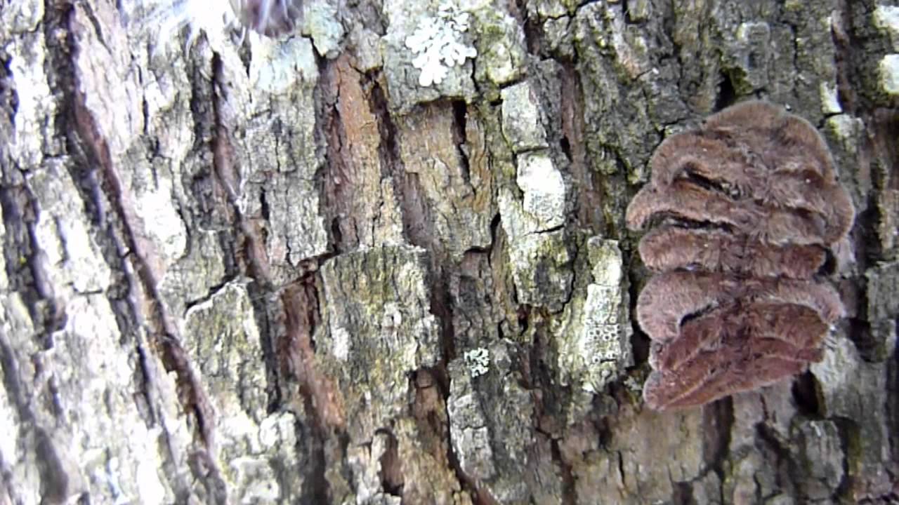 Hag Moth Caterpillar (Phobetron pithecium)