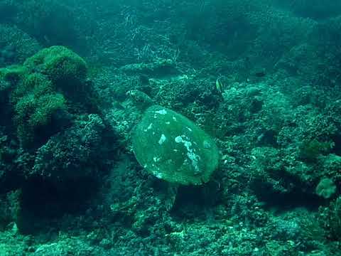 Haksbill Sea Turtle (Blue Corner)