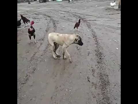 Halay çeken köpek harika