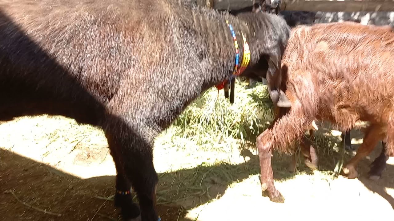 Halep Teke ve Halep Keçi Eşleşmesi