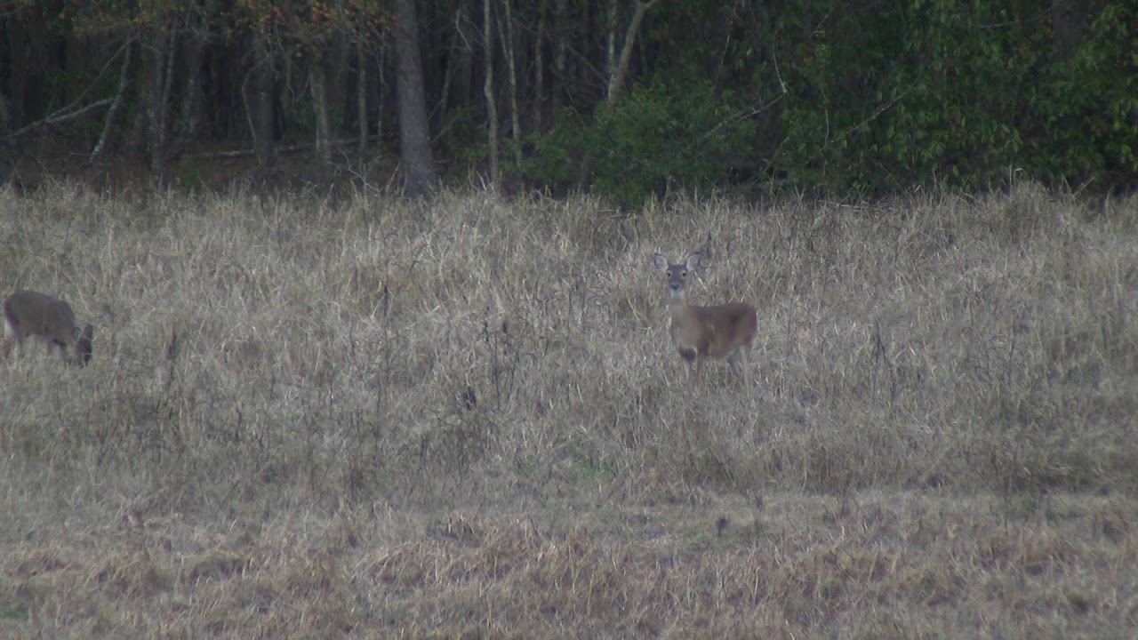 Hammering a doe with a .243 and 80 grain TTSX Barnes