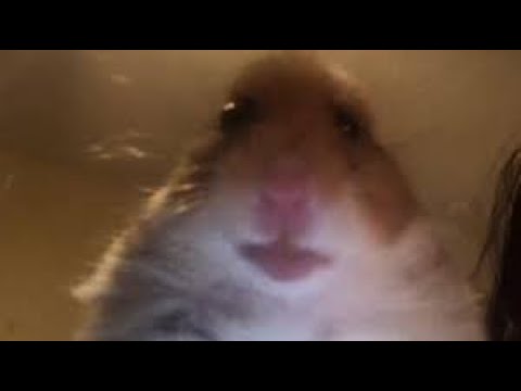 HAMSTER CALLING MEME (1 HOUR)