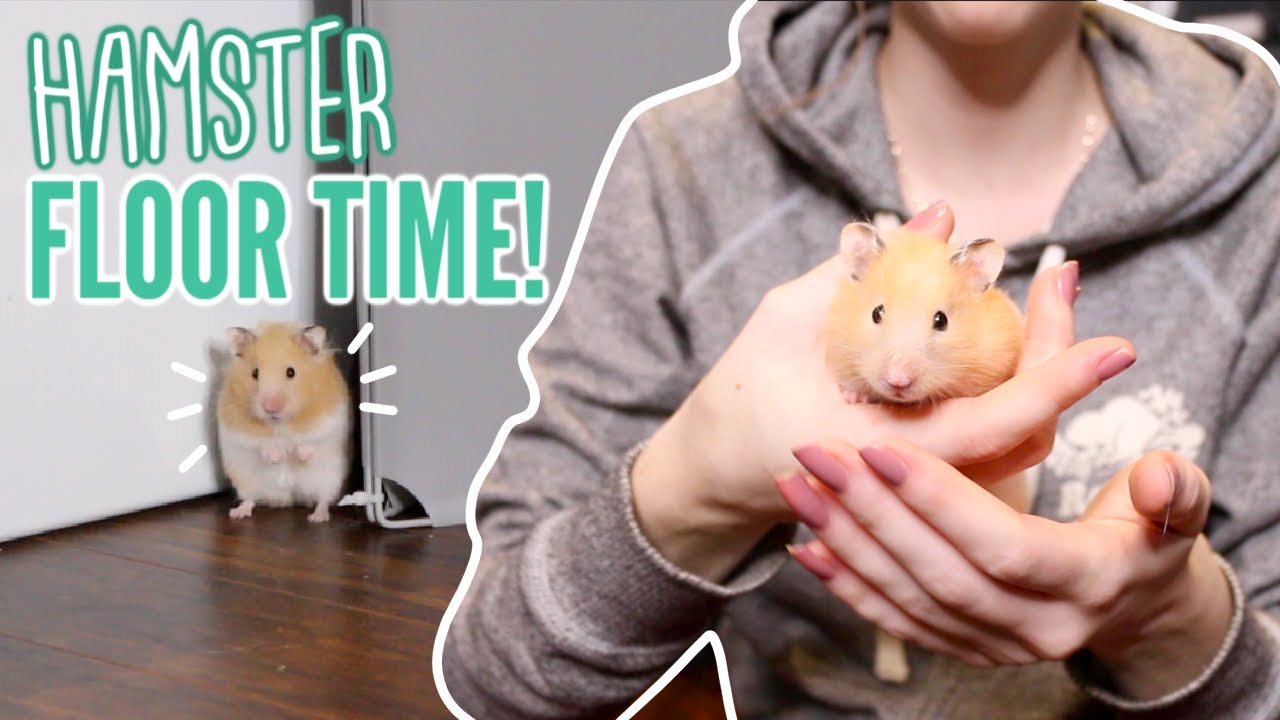 Hamster Floor Time! 🐹