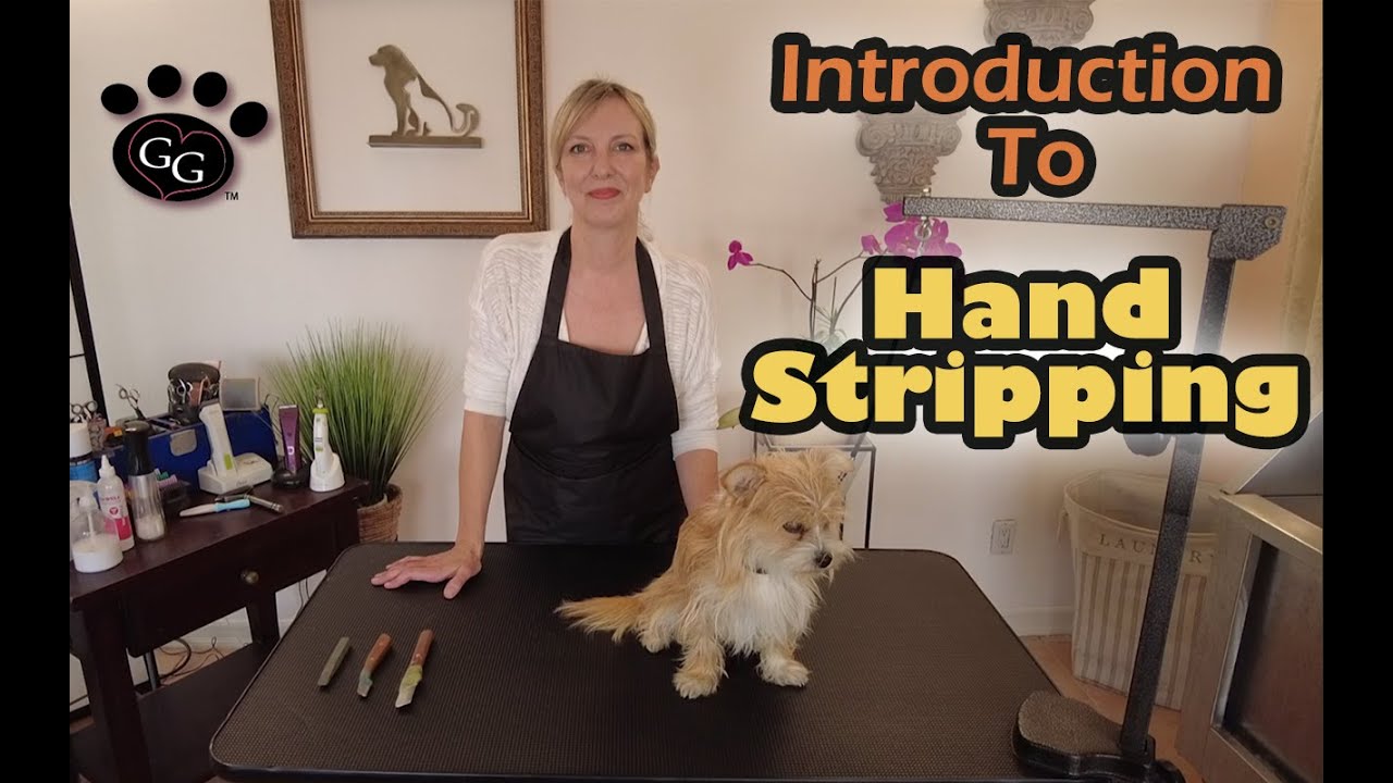 Hand Stripping Basics - Gina's Grooming