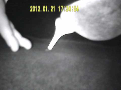 hand trample