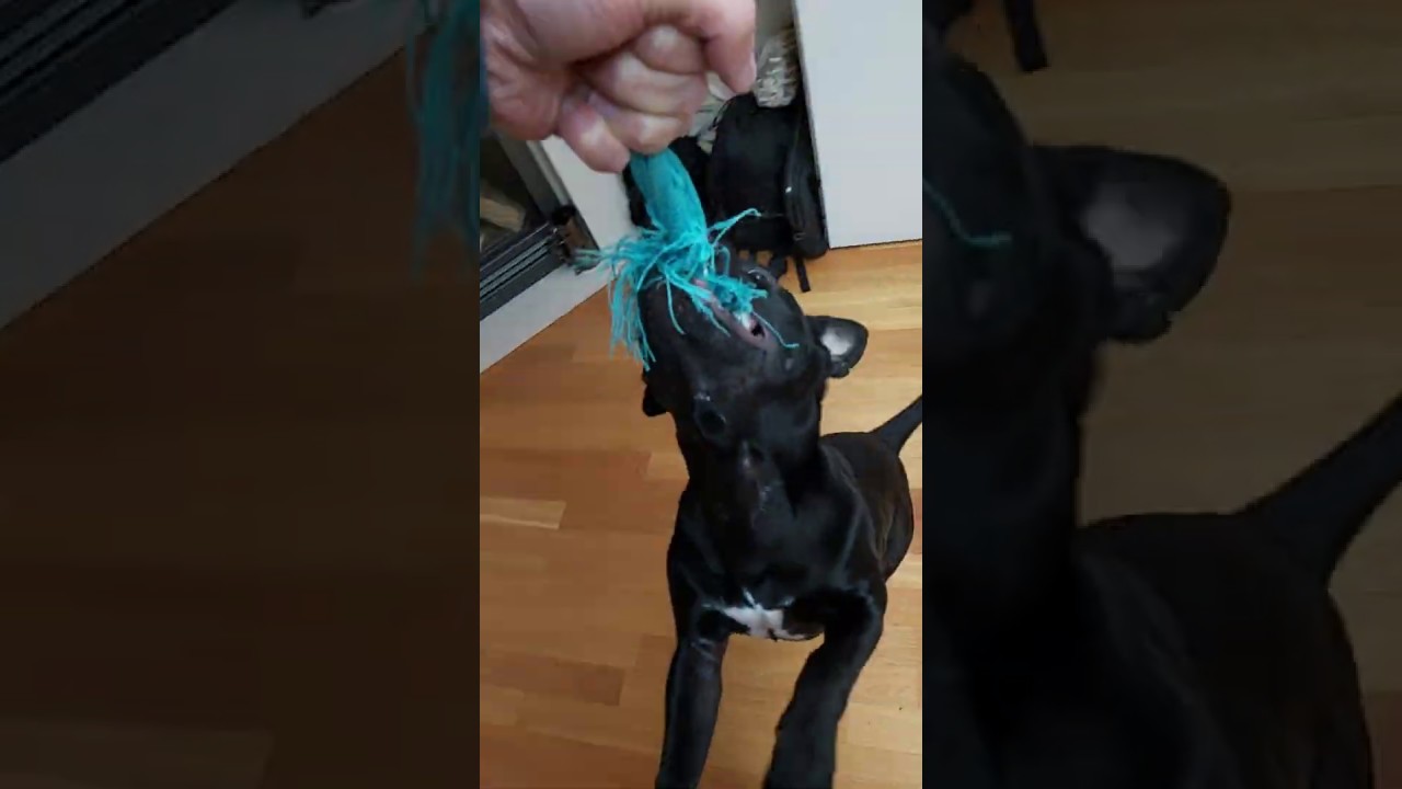 HANGTIME PATTERDALE PUP 6.5 MONTHS - FELL TERRIER - BSL ESTACADO - TUG PLAY SPRINGPOLE