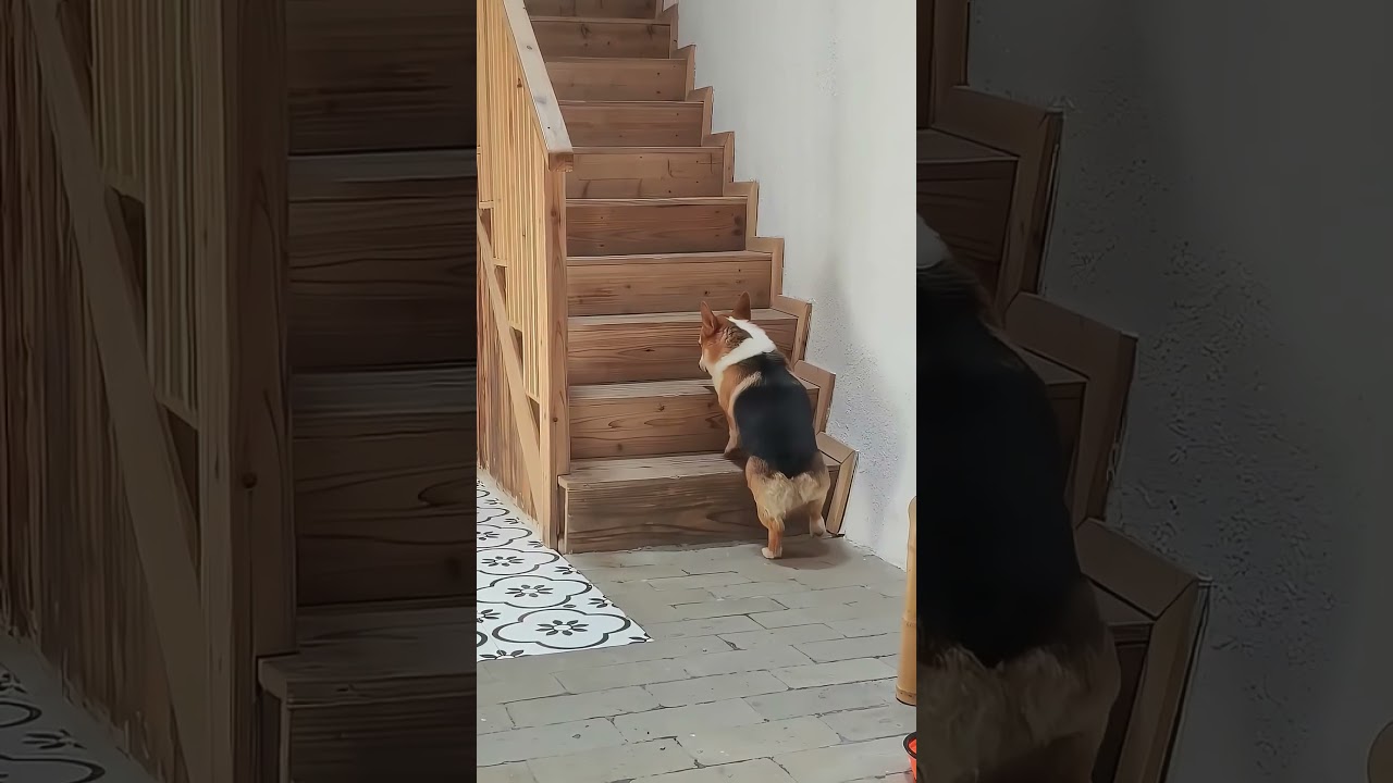 Happy dog 🤣🤩#dog #fyp #funny #youtube #funnydog #love #happy #cute #doglover