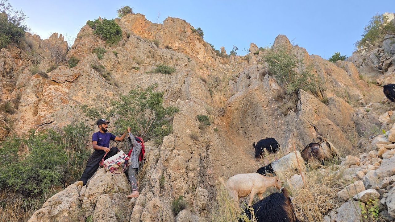 Hard work in the mountains | Goats, pastures and mountain plants