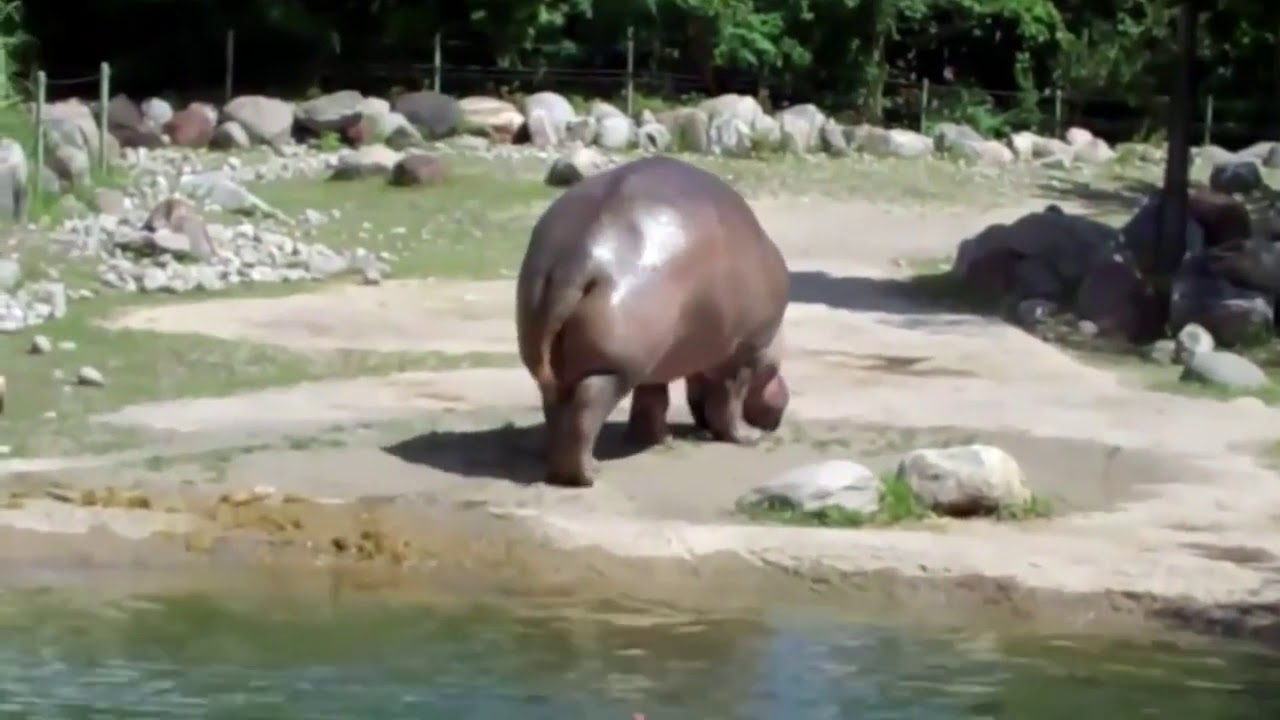 HARDEST Hippo Fart Ever.
