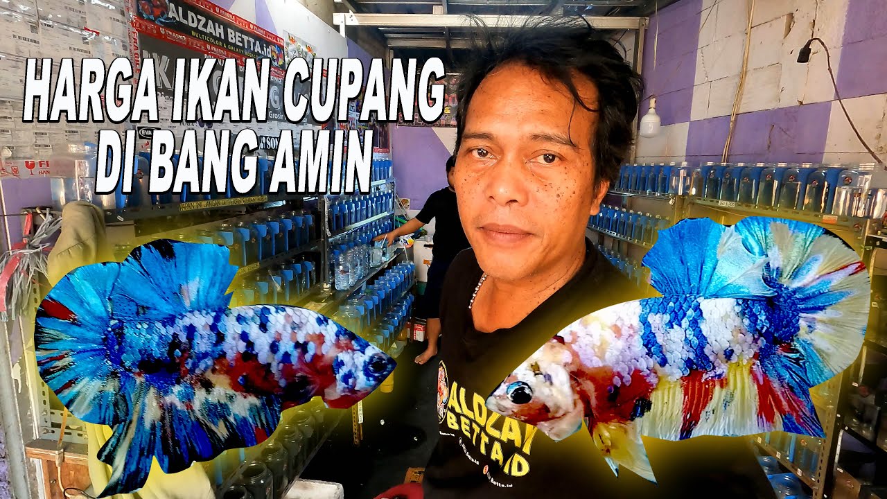 HARGA IKAN CUPANG DI BANG AMIN
