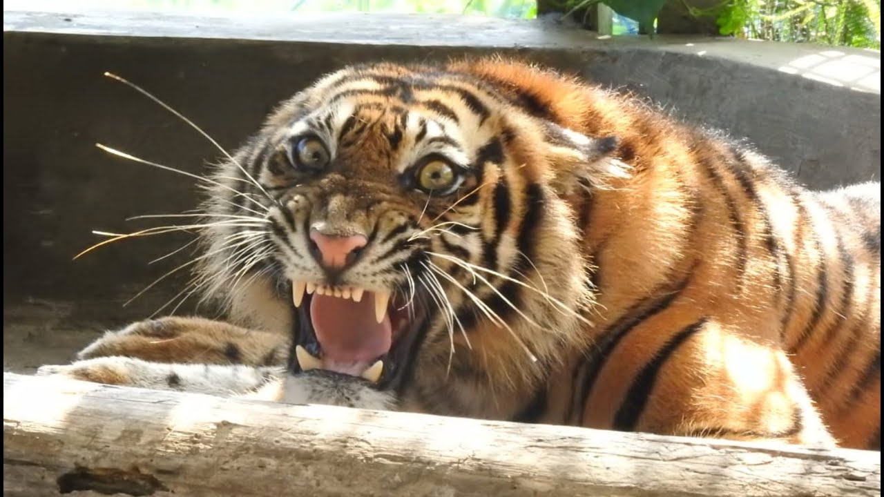 Harimau Sumatera “Ciuniang Nurantih” Dilepasliarkan