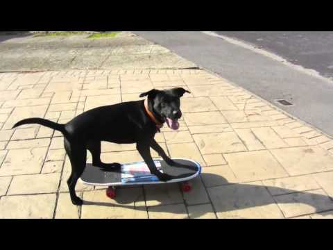 Harry Labrador x Patterdale terrier on skateboard