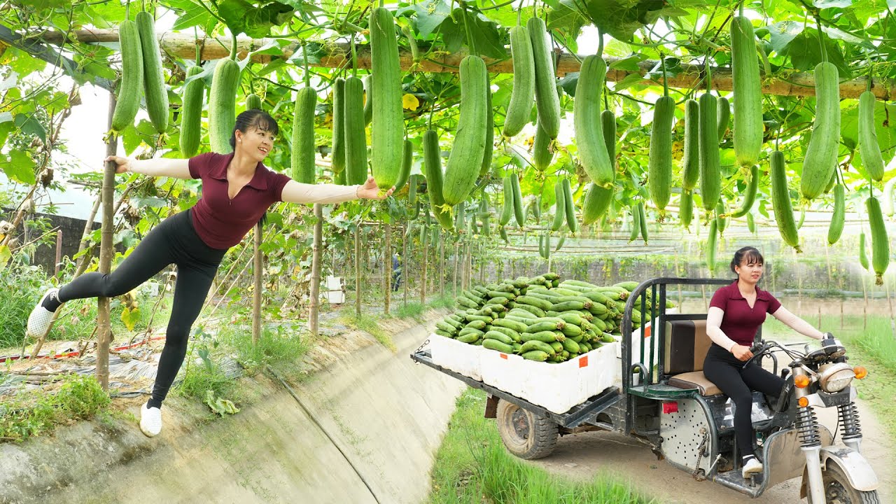 Harvest 1000 Luffa Sponge Gourd, Use 3-Wheeled Truck To Transport Many Luffa Go To Market Sell