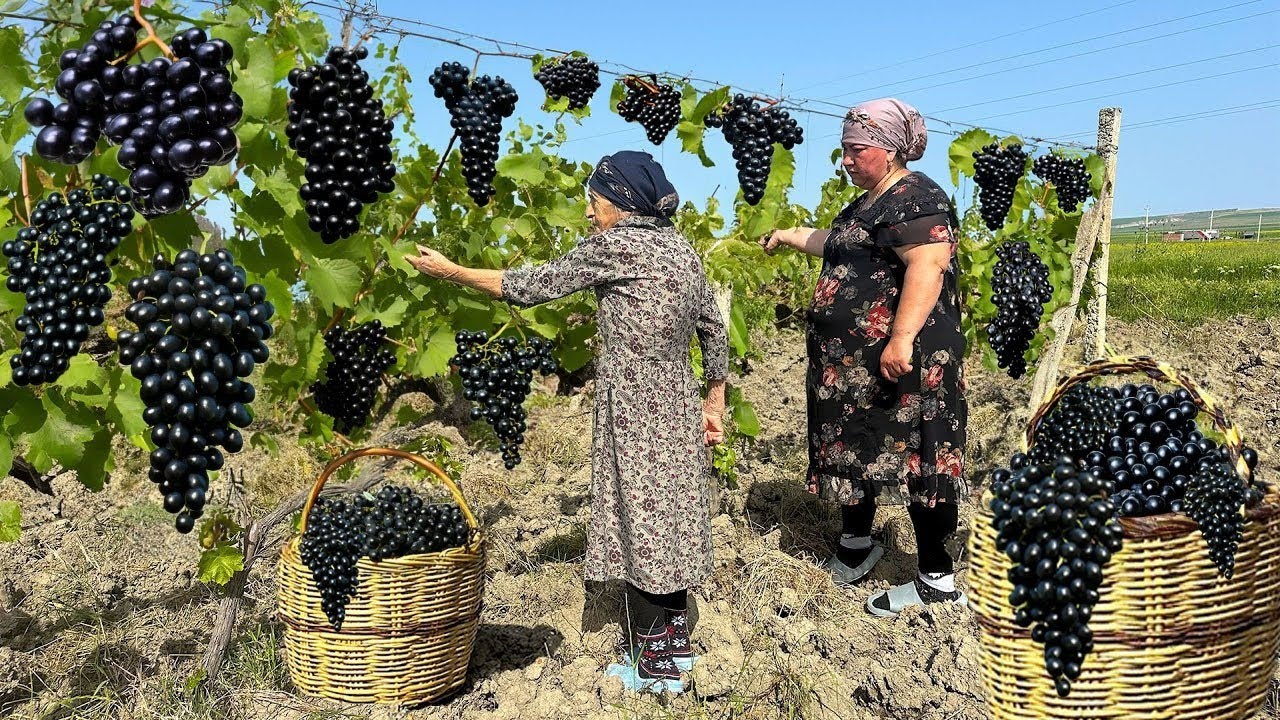 Harvesting Black Grapes | Making Juice and Azerbaijan Cabbage DOLMA!!