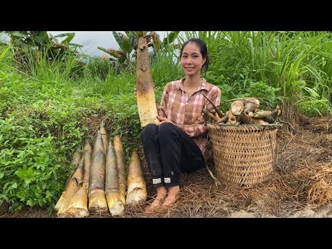 Harvesting giant bamboo shoots - single mother earns money to raise children
