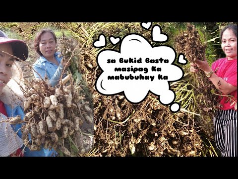 Harvesting Peanut 🥜 | Province Life | By Hana Liza