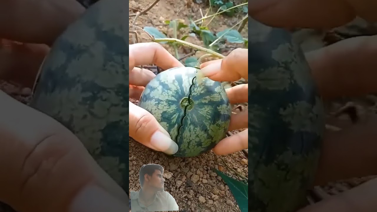 Harvesting Watermelon #01 _PorterFarm#fruit#satisfying#durian#fruitcutting#mango#farming