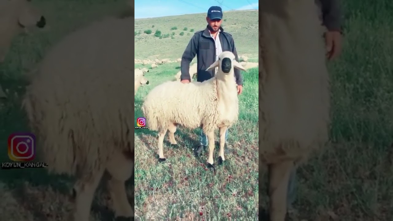 Has Kangal Koç