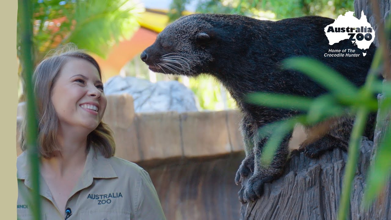 Have you ever heard of a binturong? | Australia Zoo Life