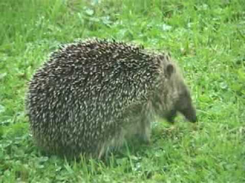 Have you ever seen a hedgehog pee?