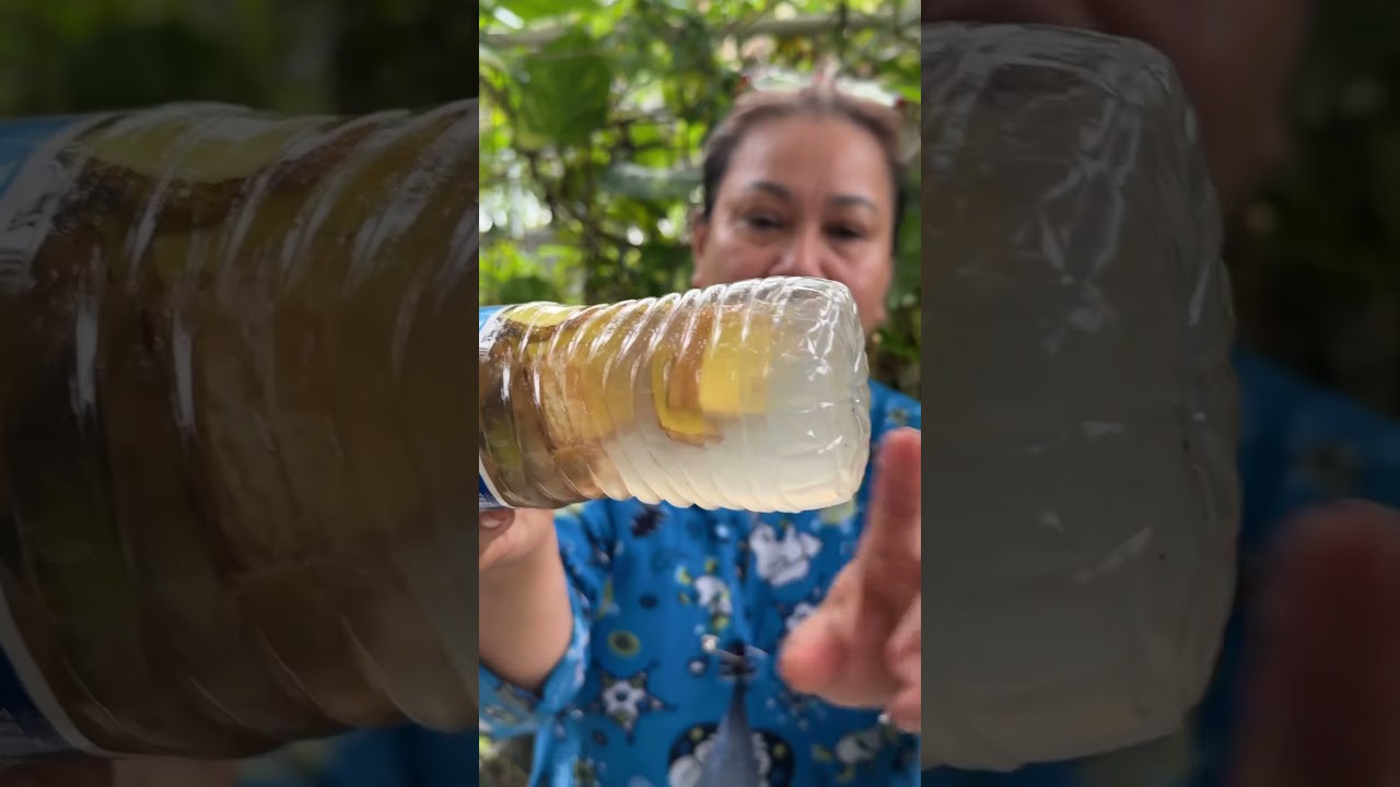Have you tried making natural fertilizer with banana peels & water? #gardening #fertilizer #banana
