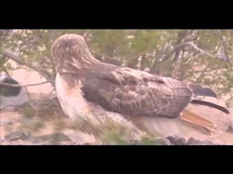 Hawk Eyes Cat