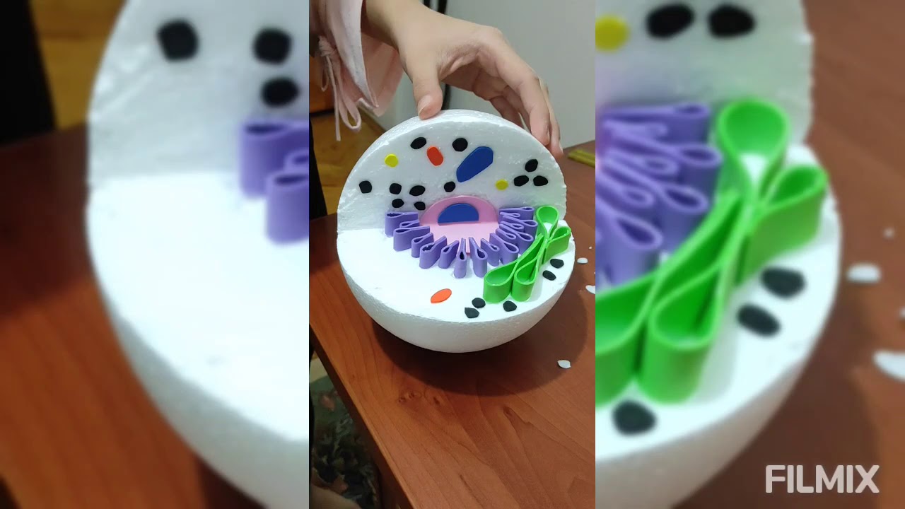 Hayvan Hücresi Modeli Örneği