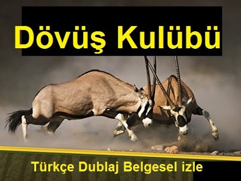 Hayvanların Dövüş Kulübü Koç VS Koç Bizon Vs Bizon Keçi VS Keçi Antilop VS Antilop
