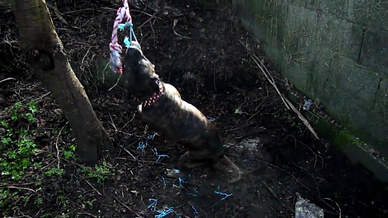 [HD] Dog vs. Tree. 