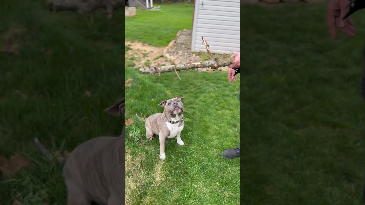 He got a big stick