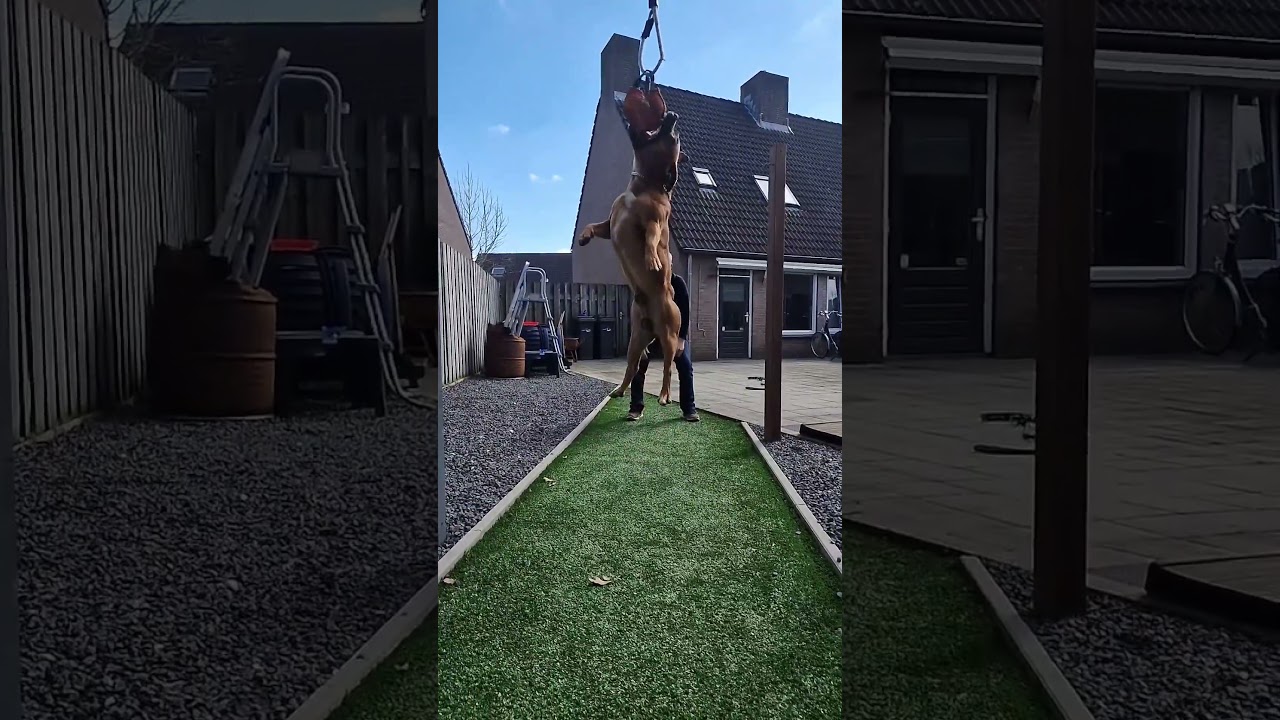 he is breaking springpol records..🙆🤯🙅#staffy #springpole