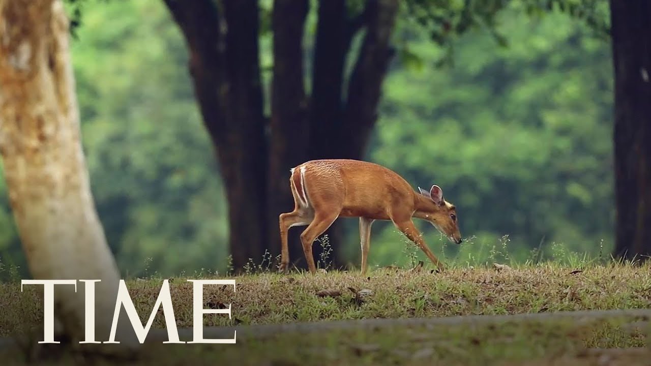 Health Officials Are Worried That ‘Zombie Deer Disease’ Could Someday Spread To Humans | TIME