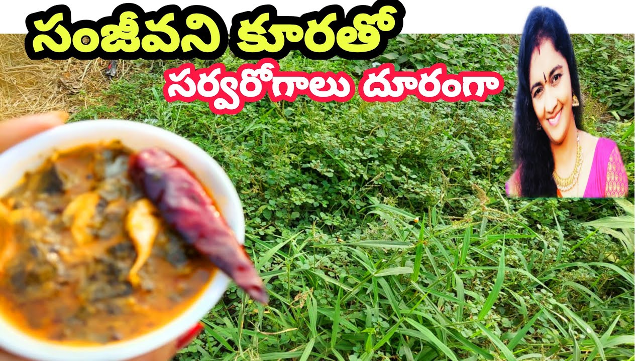 Healthy punarnava curry, Anjali all in one,thella galijeru aaku curry, thella galijeru upayogalu