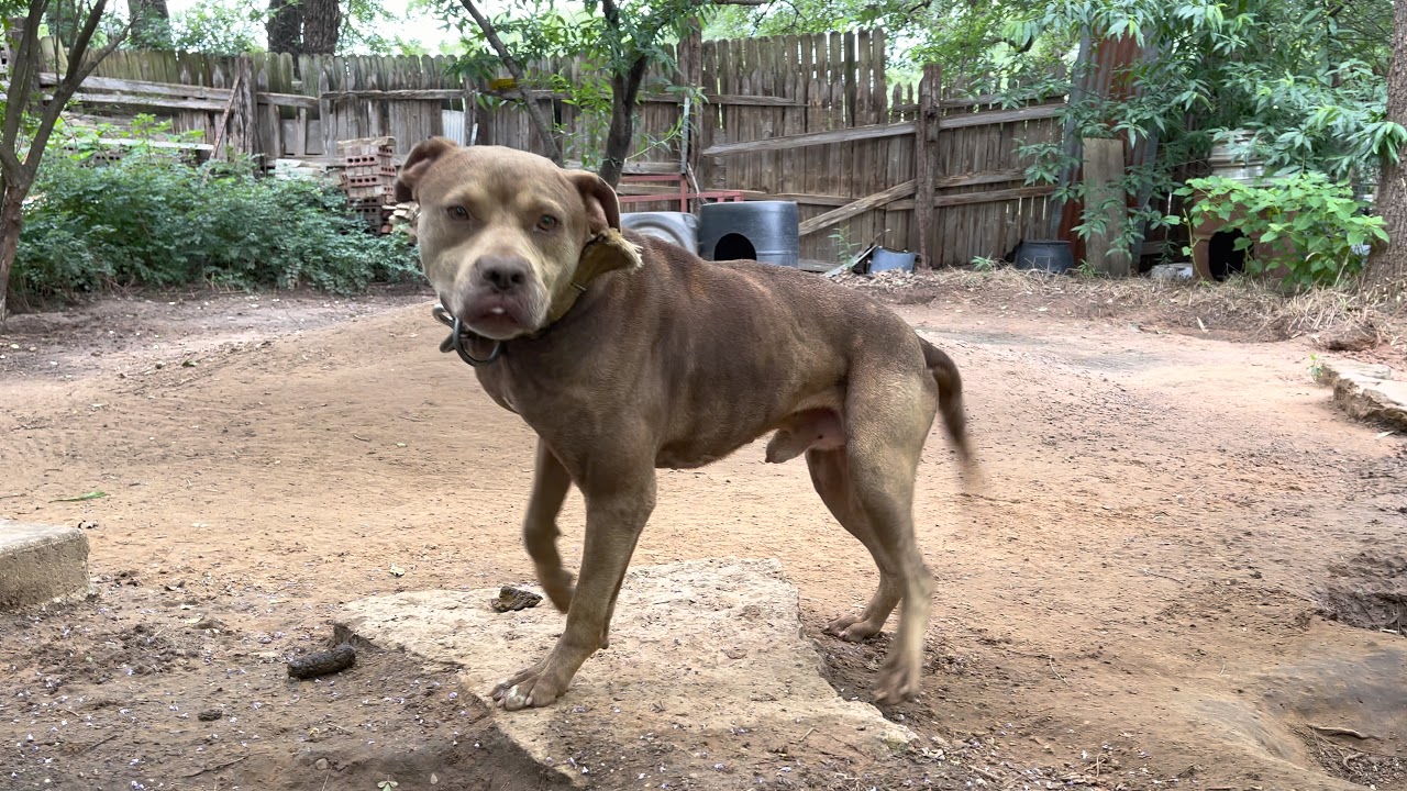 ‼️HEAVIEST BREED ALLIGATOR DOG IN THE WORLD (Hammonds’s ABLE CAN) #Gamedog #Apbt @Tru_Game_Pitbulls