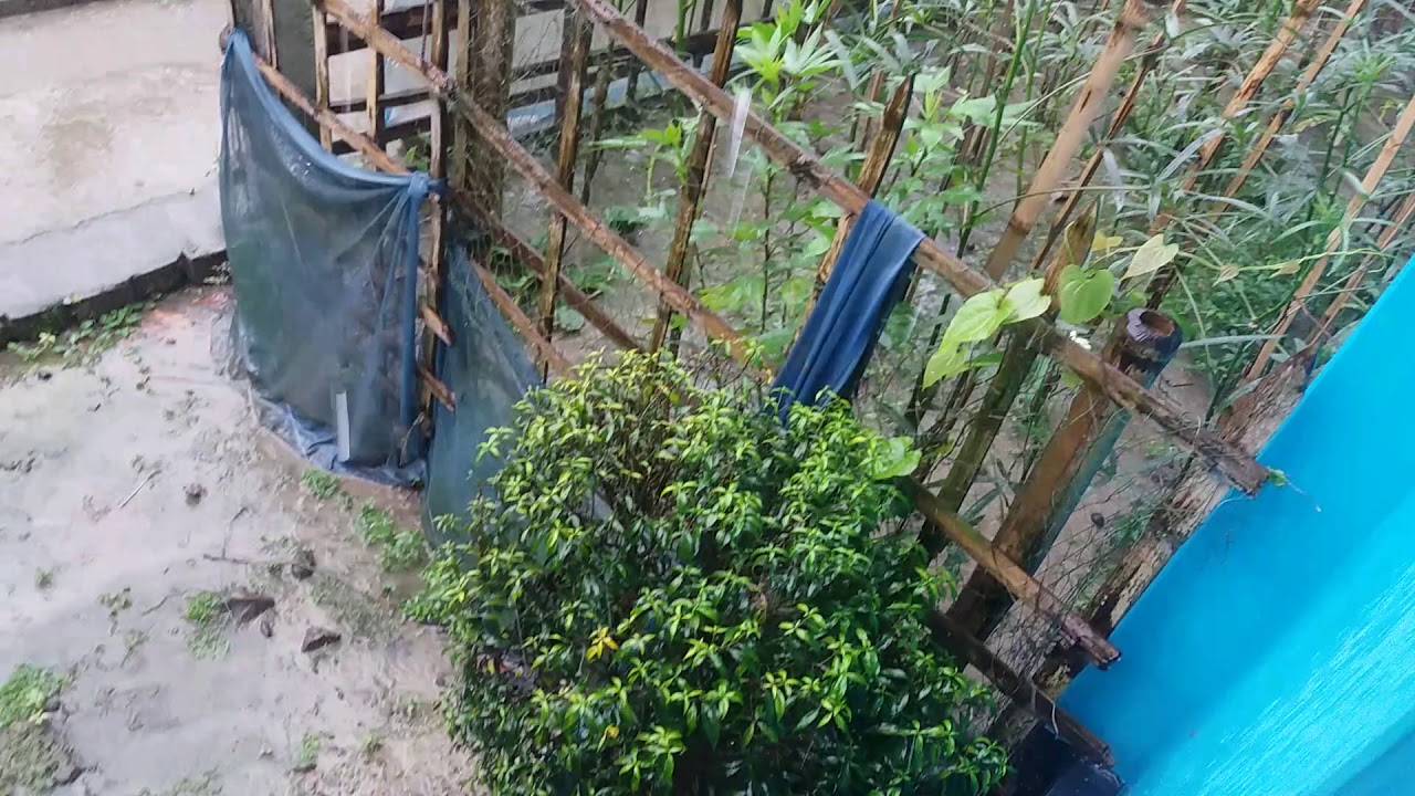 Heavy Rain In Rural Village Bangladesh