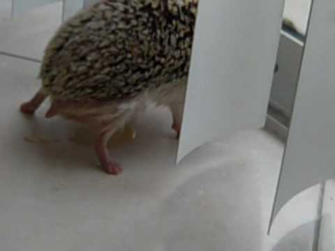 hedgehog pees